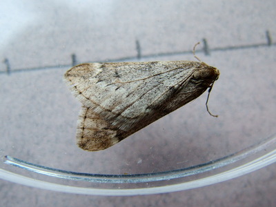 March Moth